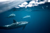 Prachtige foto van zeehonden wint Underwater Photographer of the Year contest