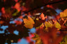 De mooiste herfstplaatjes uit onze lezersgallery