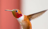 Kolibrie fluisteraar fotografeert mooie close-ups