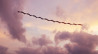 Vluchtpatroon van vogels vastgelegd