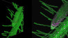 Mustsee: Timelapse van microscoop beelden