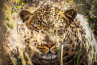 Fotowedstrijd Wildlife, inzenden kan nog tot 31 augustus