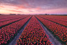 De mooiste fotos van tulpenvelden in onze gallery