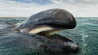 Tips voor het fotograferen van walvissen