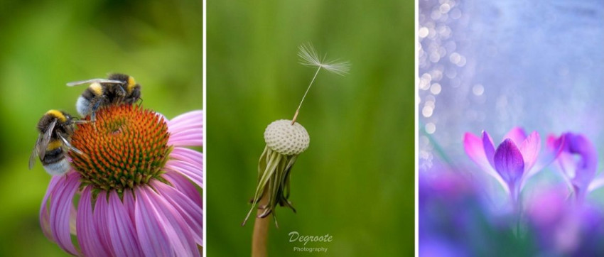 Uitslag Fotowedstrijd: Macro