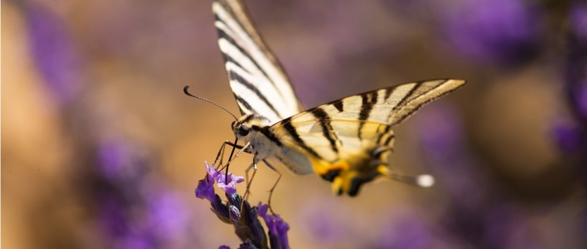 Chromatische aberratie corrigeren macrofotografie