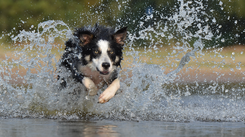 5 tips voor de mooiste dierenfoto