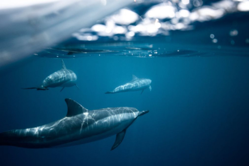 Prachtige foto van zeehonden wint Underwater Photographer of the Year contest
