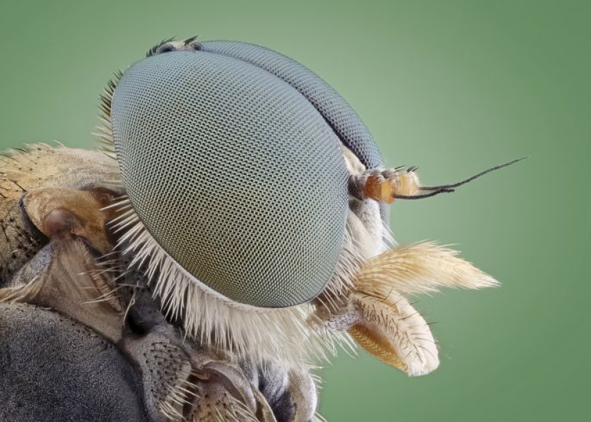 Macrofotografie rondom het huis