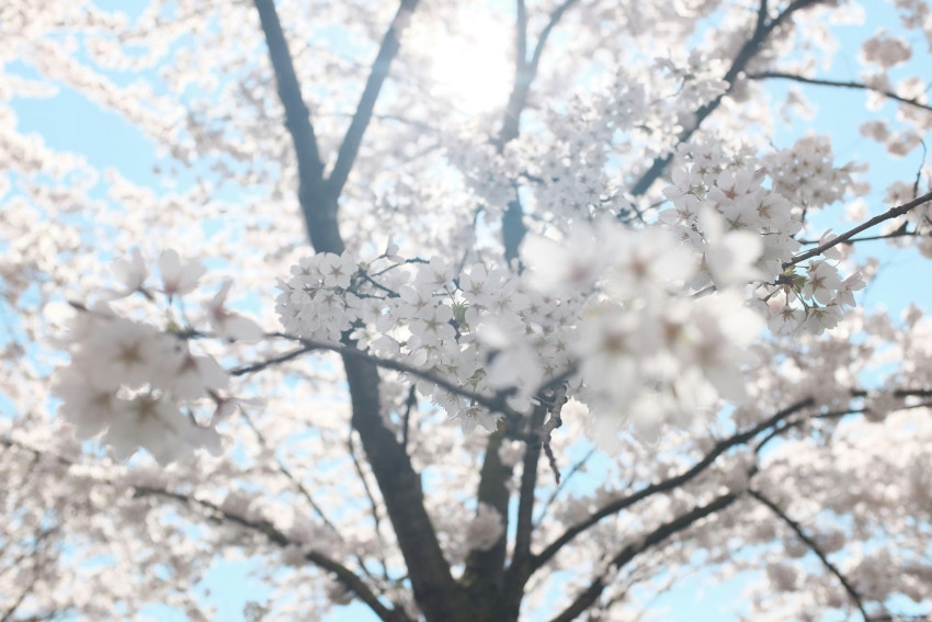 Lente: Het seizoen om buiten te fotograferen