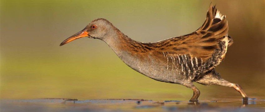 Boekrecensie: Praktijkboek vogelfotografie
